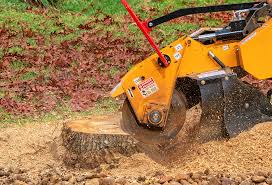 Professional Tree Care in Port Washington North, NY