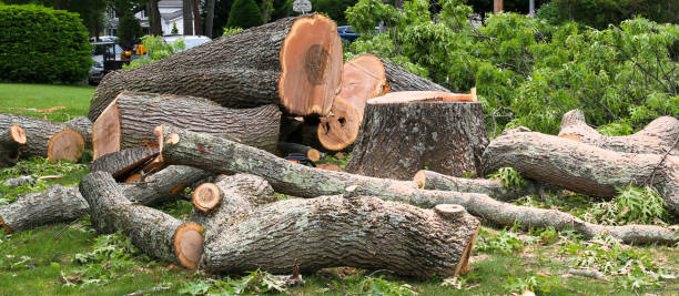 How Our Tree Care Process Works  in  Port Washington North, NY